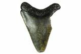 Bargain, Megalodon Tooth - North Carolina #152820-1